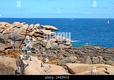 Homme seul nourrir les mouettes sur les rochers avec une belle mer bleue à l'arrière-plan, la Côte de Granit Rose ou Côte de Granit Rose, Bretagne, France Banque D'Images