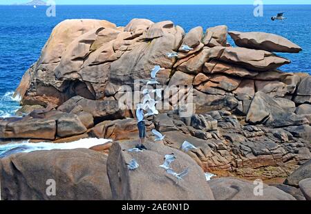 Homme seul nourrir les mouettes sur les rochers avec une belle mer bleue à l'arrière-plan, la Côte de Granit Rose ou Côte de Granit Rose, Bretagne, France Banque D'Images