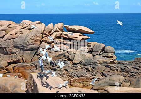 Homme seul nourrir les mouettes sur les rochers avec une belle mer bleue à l'arrière-plan, la Côte de Granit Rose ou Côte de Granit Rose, Bretagne, France Banque D'Images