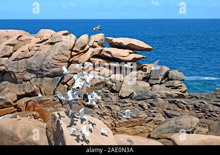 Homme seul nourrir les mouettes sur les rochers avec une belle mer bleue à l'arrière-plan, la Côte de Granit Rose ou Côte de Granit Rose, Bretagne, France Banque D'Images