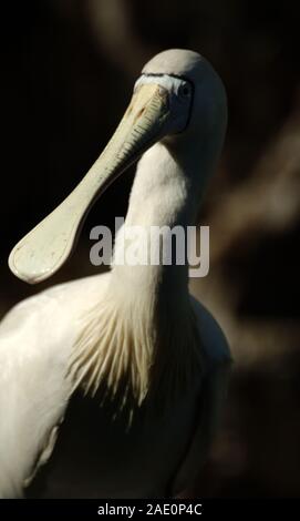 Yellow-spatule blanche (Platalea flavipes) Banque D'Images