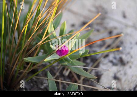 Fleur Pourpre De La Mer Angular-Fig (Carpobrotus Glucescens) Poussant Sur Le Front De Mer Banque D'Images