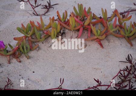 Le Pigface Angulaire (Carpobrotus Glucescens) Est Succulent Le Long Du Front De Mer Banque D'Images