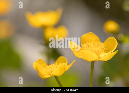 Kingcup ou Caltha palustris - Populage des marais fleurs close up Banque D'Images