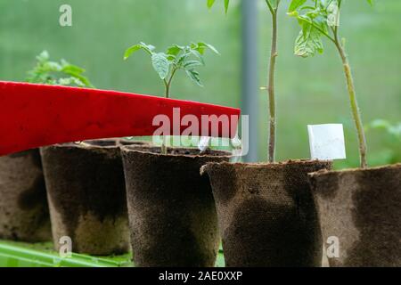 L'arrosage en plastique ou un entonnoir peut arroser plante de tomate en serre. Accueil organique cultivé les plants de tomates sans délayage de légumes Banque D'Images