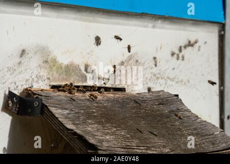 Beaucoup d'abeilles entrant avec ruche miel collecté. Les abeilles la collecte de nectar de fleurs et la mise en cellules hexagonales après son retour à la ruche d'abeilles Banque D'Images