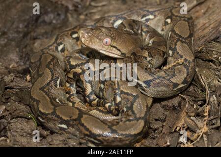 Python réticulé bébé (Python reticulatus) localité de Bali en Indonésie Banque D'Images