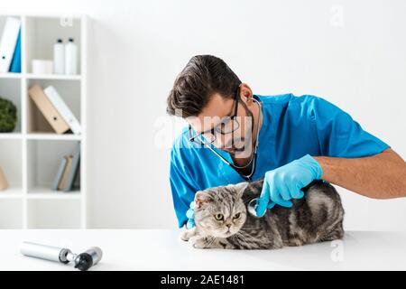 L'examen vétérinaire concentré tabby cat tout droit écossais with stethoscope Banque D'Images