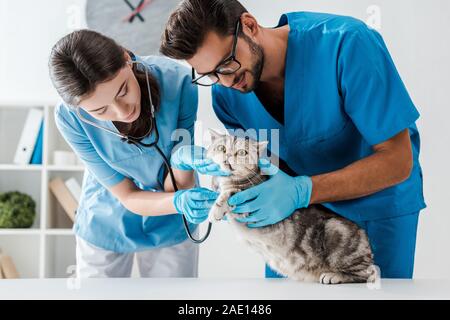 Deux jeunes vétérinaires examinant Cute cat tout droit écossais with stethoscope Banque D'Images