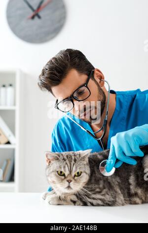 L'examen vétérinaire attentif tout droit écossais tabby cat with stethoscope Banque D'Images