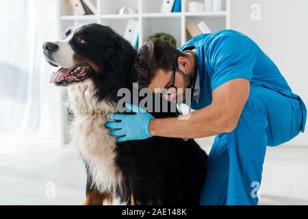 Les jeunes, l'examen vétérinaire attentif bernese mountain dog cute Banque D'Images