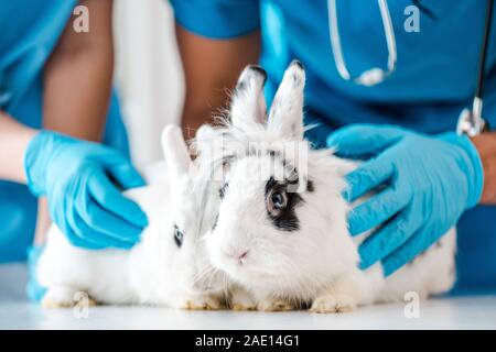 Portrait de vétérinaires examinant deux lapins mignon sur table Banque D'Images