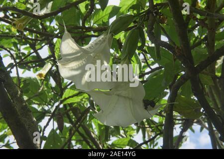 Angel's tears (Brugmansia candida) croissant dans le Jardin botanique de Quito, Quito, Équateur Banque D'Images