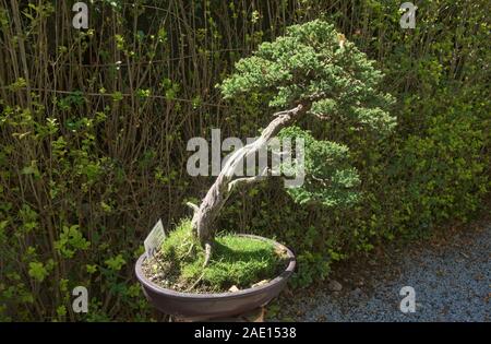 Bonsai arbre dans le Jardin botanique de Quito, Quito, Équateur Banque D'Images