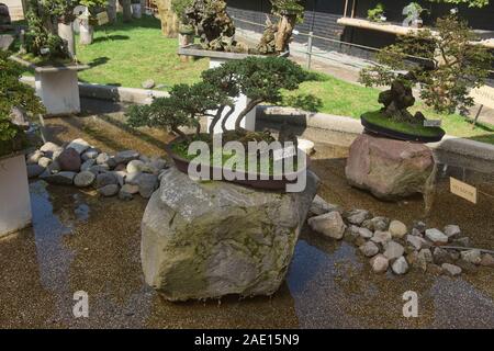 Bonsai arbres dans le Jardin botanique de Quito, Quito, Équateur Banque D'Images