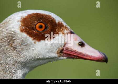 Portrait de l'Egyptian goose avec gouttes d'eau sur le visage et un arrière-plan flou Banque D'Images