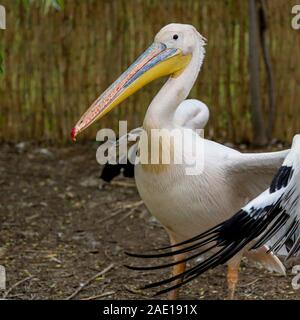 Close up portrait of pelican avec un arrière-plan flou Banque D'Images