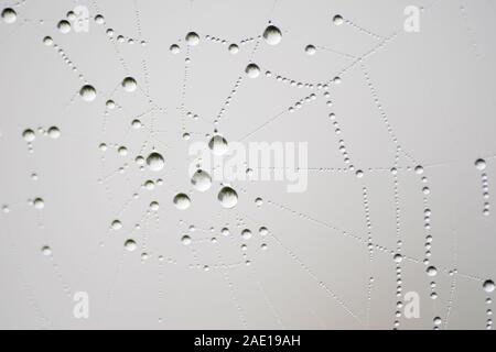 Close-up de gouttes d'eau dans une toile d'araignée à fond minimaliste Banque D'Images