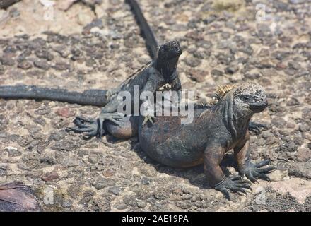 Iguanes marins (Amblyrhynchus cristatus), l'île Santa Cruz, Galapagos, Equateur Banque D'Images