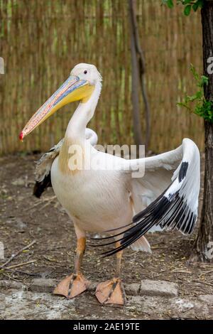 Close up portrait of pelican avec un arrière-plan flou Banque D'Images