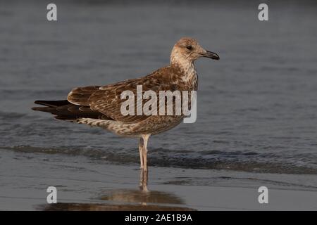 Kelp Goll (Juvenile), Larus dominicanus, Tanji Beach, Gambie, Afrique de l'Ouest Banque D'Images