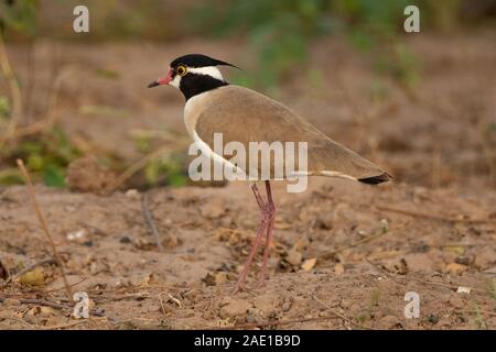 Lapwing à tête noire, Vanellus tectus, Division occidentale, Gambie, Afrique de l'Ouest Banque D'Images