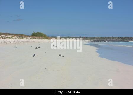 Iguanes marins sur beau Tortuga Bay, l'île Santa Cruz, Galapagos, Equateur Banque D'Images