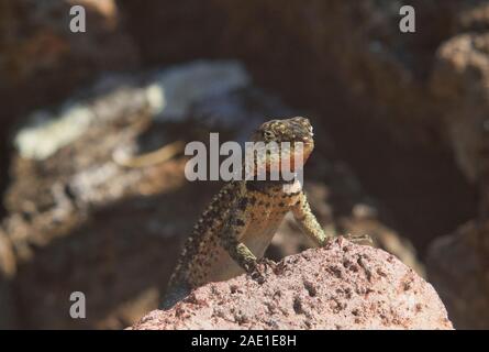 Galapagos femelle lézard de lave (Microlophus albemarlensis), l'île Santa Cruz, Galapagos, Equateur Banque D'Images