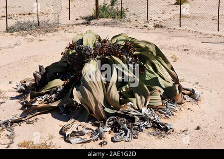 'Welwitschia Giant' est la plus grande plante sauvage du désert, 'Welwitschia Drive' près de la ville de Swakopmund, désert du Namib, Namibie, Afrique australe, Afrique Banque D'Images