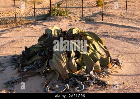 'Welwitschia Giant' est la plus grande plante sauvage du désert, 'Welwitschia Drive' près de la ville de Swakopmund, désert du Namib, Namibie, Afrique australe, Afrique Banque D'Images