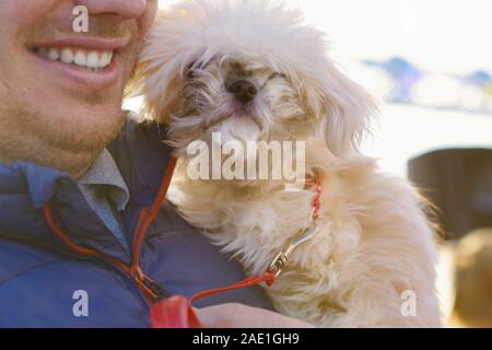 Bichon Frise chien gros plan Banque D'Images