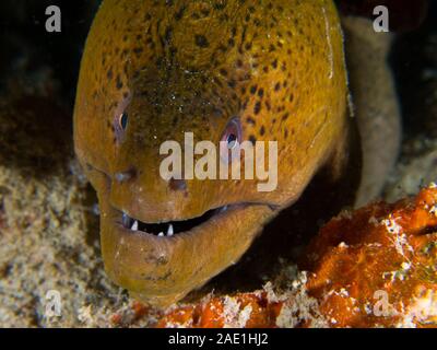 Gymnothorax javanicus murène, Géant, Mabul, Malaisie Banque D'Images