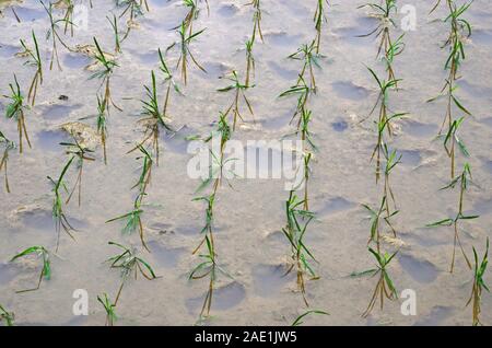 Les semis de riz nouvellement plantées dans l'épine dorsale du Dragon des terrasses de riz, Dazhai, Chine Banque D'Images