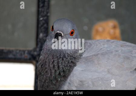 Image d'un pigeon Banque D'Images