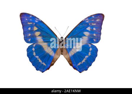 Morpho Morpho cypris,Cypris, papillon découpé au fond blanc Banque D'Images