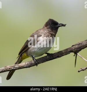 Une politique commune de bulbul (Pycnonotus barbatus) avec les insectes dans son bec. Parc National d'Arusha. Arusha, Tanzanie. Banque D'Images