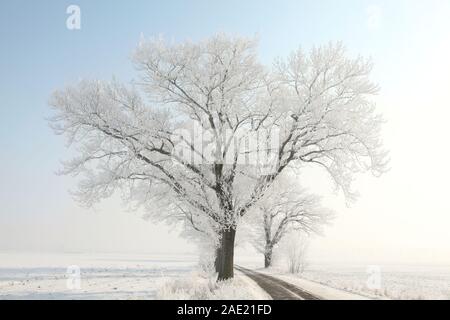 Les arbres de chêne d'hiver glacial le long d'un chemin rural sur le fond bleu du ciel. Banque D'Images
