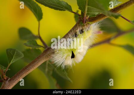 Chenille de la Tussock pâle (Calliteara pudibunda) Banque D'Images