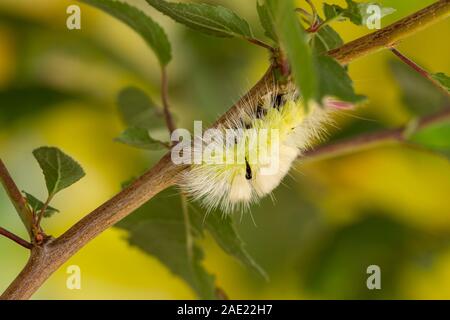 Chenille de la Tussock pâle (Calliteara pudibunda) Banque D'Images