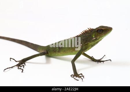 Bronchocela jubata, communément connue sous le nom de forêt à crinière lézard, est une espèce de lézard dragon trouve principalement en Indonésie isolé sur fond blanc Banque D'Images