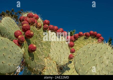 Lignes d'oponce de l'Opuntia ( PLANTE ) FRIUITS Banque D'Images