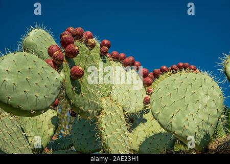 Lignes d'oponce de l'Opuntia ( PLANTE ) FRIUITS Banque D'Images