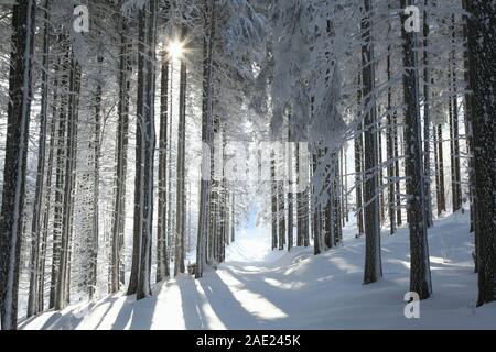 Piste forestière entre les pins givrés sur la pente dans un matin ensoleillé. Banque D'Images