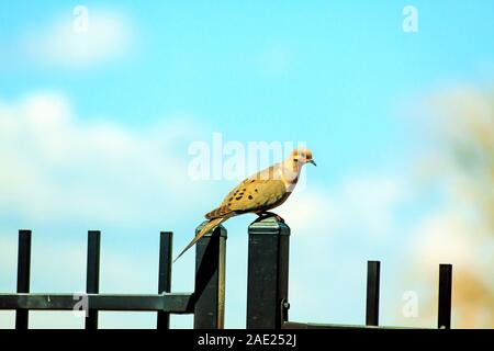 Tourterelle oiseau assis sur barrière, Denver. Colorado, États-Unis Banque D'Images