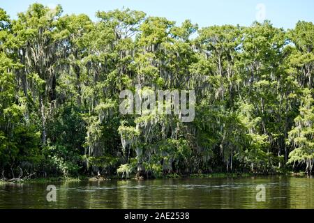 Cyprès avec mousse espagnole sur le bord du lac Tohopekaliga central florida usa Banque D'Images