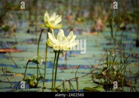 American des fleurs de lotus sur le lac Tohopekaliga central florida usa Banque D'Images