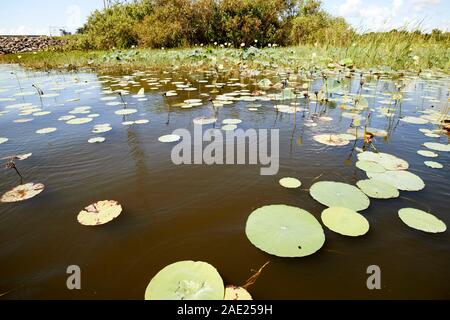 Fleurs de lotus nénuphar et roselières sur le bord du lac Tohopekaliga central florida usa Banque D'Images