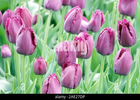 Beau jardin fleurs tulipes roses Banque D'Images