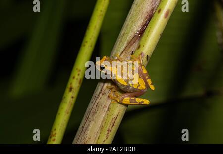 Dendropsophus treefrog Hourglass (ebraccatus). Costa Rica. Banque D'Images