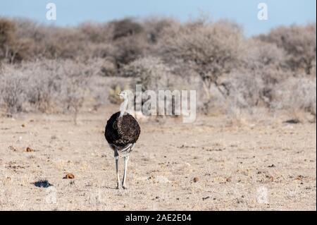 Une autruche d'Afrique du Sud -Struthio camelus australis-, également connu sous le nom de l'Autruche à cou noir, le sud de l'autruche, ou Cape Autruche, marche sur les plaines d'Etosha National Park, Namibie. Banque D'Images